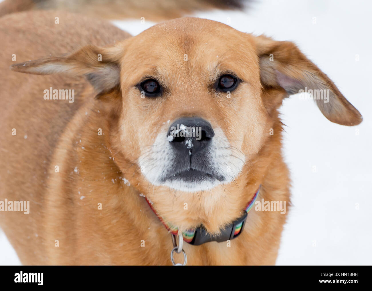 Sweet close up brown lab di razza mista shelter rescue cane guardando la fotocamera con la neve sul naso Foto Stock