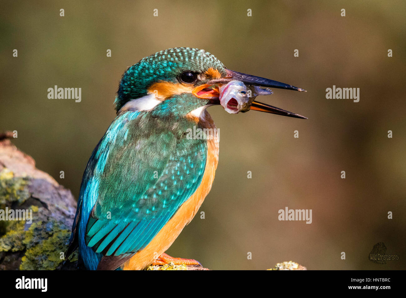 Posizione della foto: UK/Slough Foto Stock