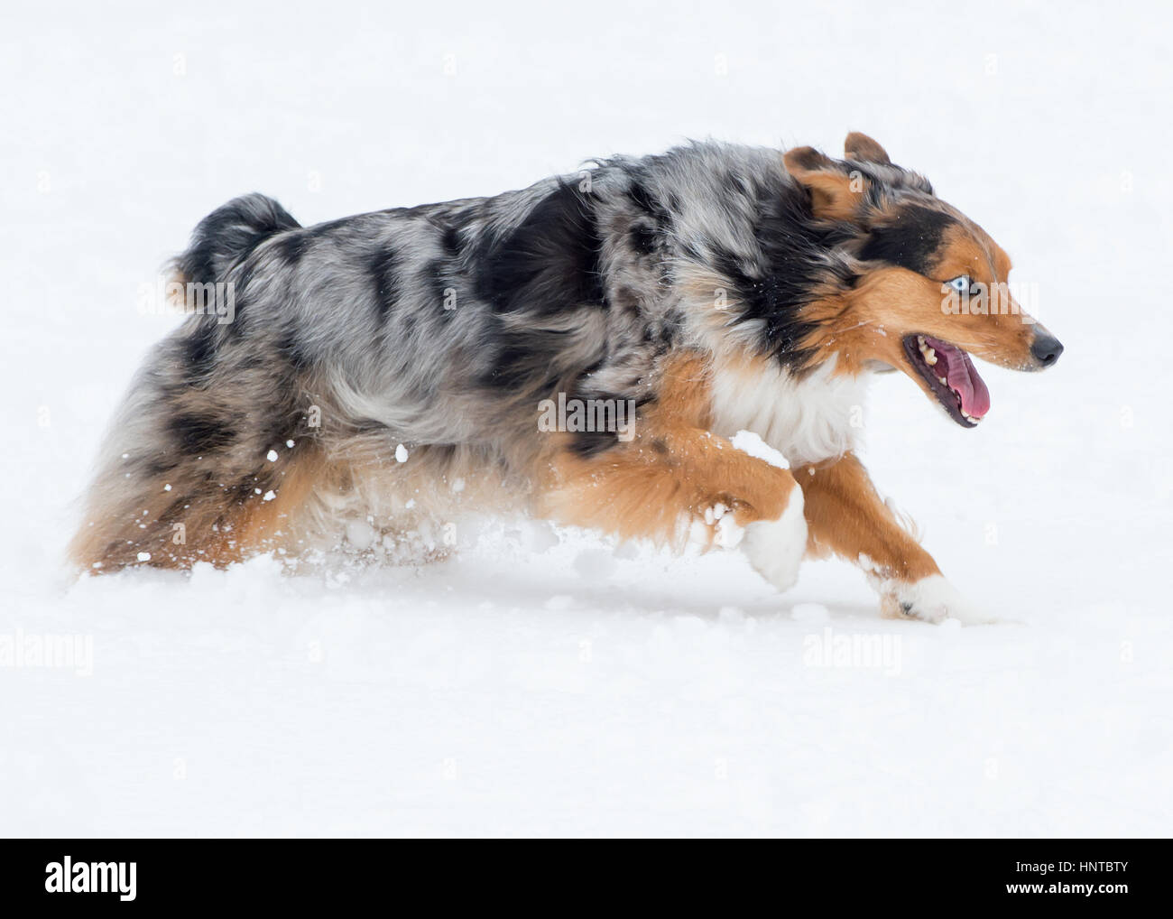 Incredibile tri-colore blu eyed Australian Shepard pastore australiano del cane che corre giocosi, giocando, saltando metà aria nella neve Foto Stock