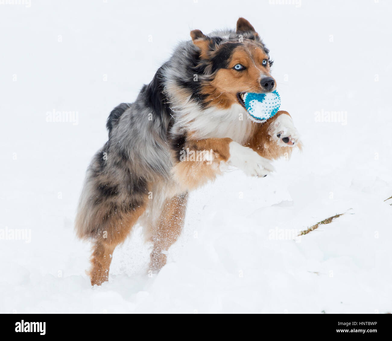 Incredibile tri-colore blu eyed Australian Shepard pastore australiano del cane che saltava la metà di saltare per aria in esecuzione nella neve venendo verso la telecamera con toy Foto Stock