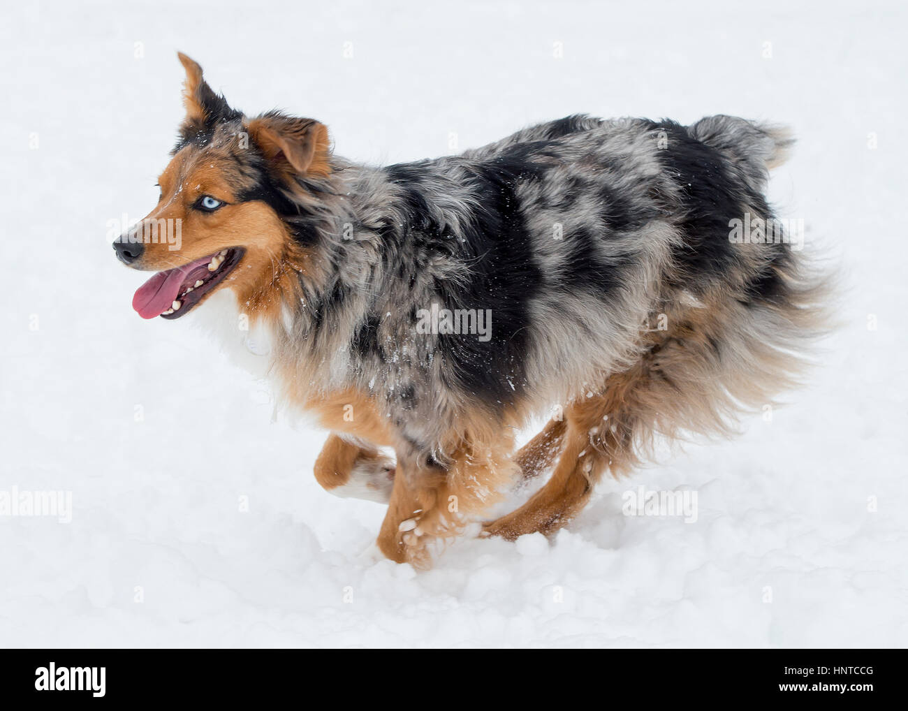 Incredibile tri-colore blu eyed Australian Shepard pastore australiano del cane che corre giocosi, giocare nella neve con bocca aperta Foto Stock