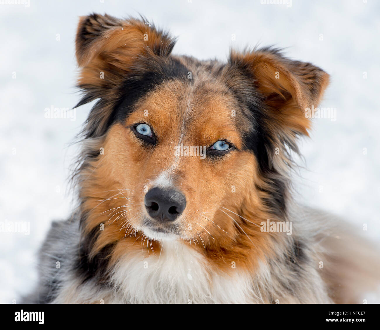 Incredibile tri-colore blu eyed occhi blu Australian Shepard pastore australiano cane close up ritratto headshot inclinazione testata Foto Stock