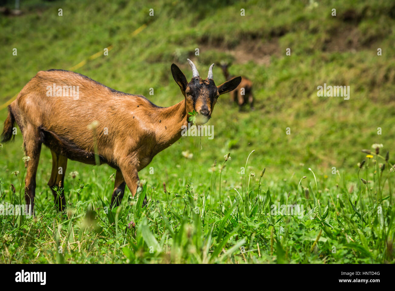 Capra su verde prato estivo Foto Stock