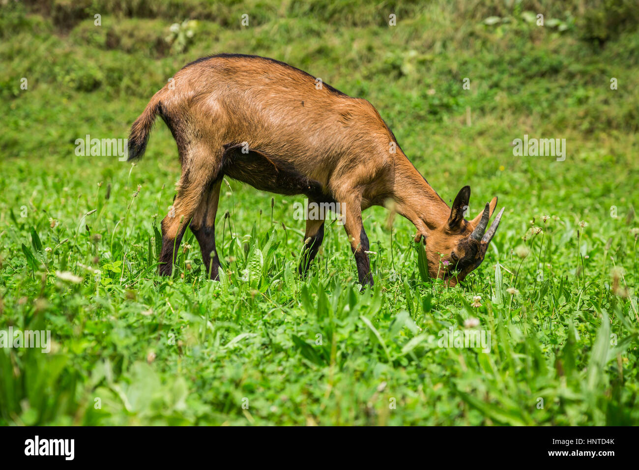 Capra su verde prato estivo Foto Stock