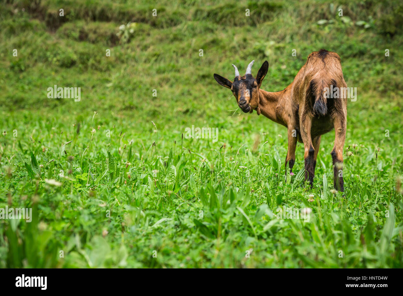 Capra su verde prato estivo Foto Stock