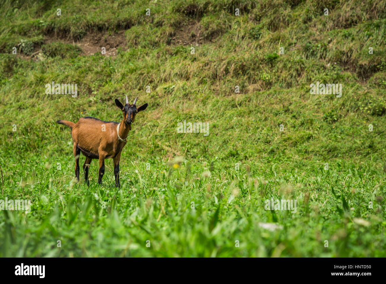 Capra su verde prato estivo Foto Stock