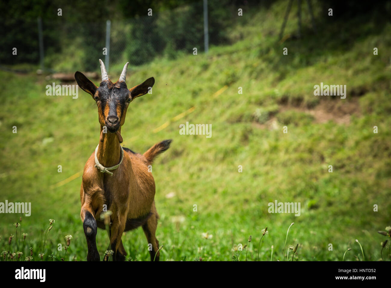 Capra su verde prato estivo Foto Stock