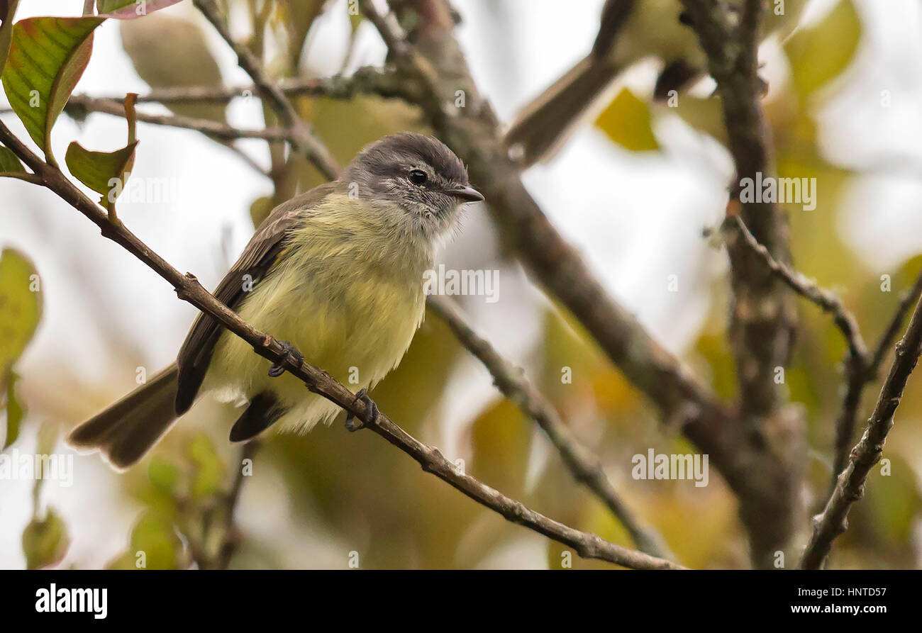 Fuligginosa capo-Tyrannulet (Phyllomyias Basileuterus), pance, Cali, Colombia Foto Stock