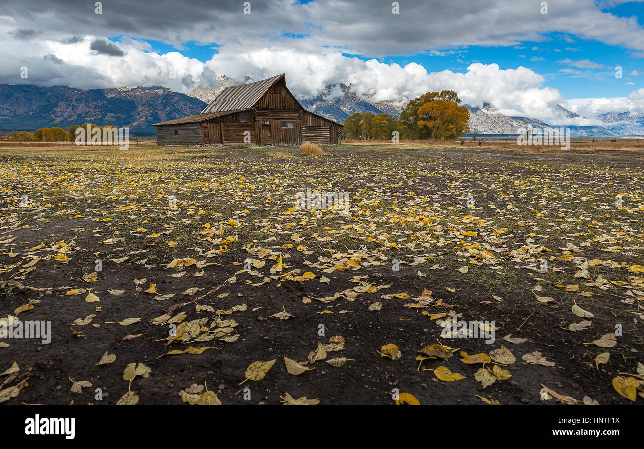 Meraviglioso autunno a Mormon storico di Riga nel Parco Nazionale di Grand Teton. Fotografia di paesaggi. Foto Stock