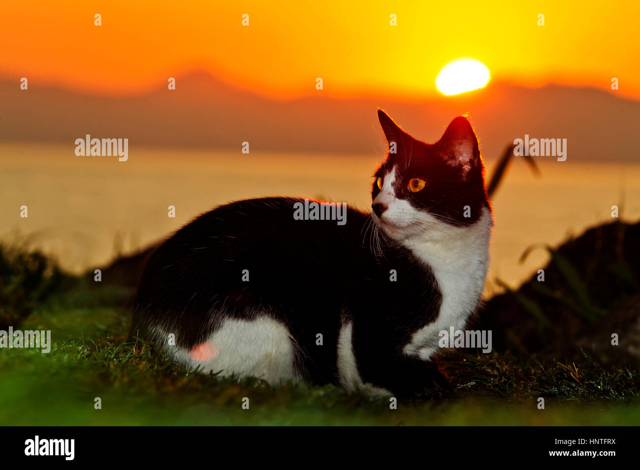 Gatto a Sunrise all'Aterro do Flamengo, Rio de Janeiro, Brasile Foto Stock