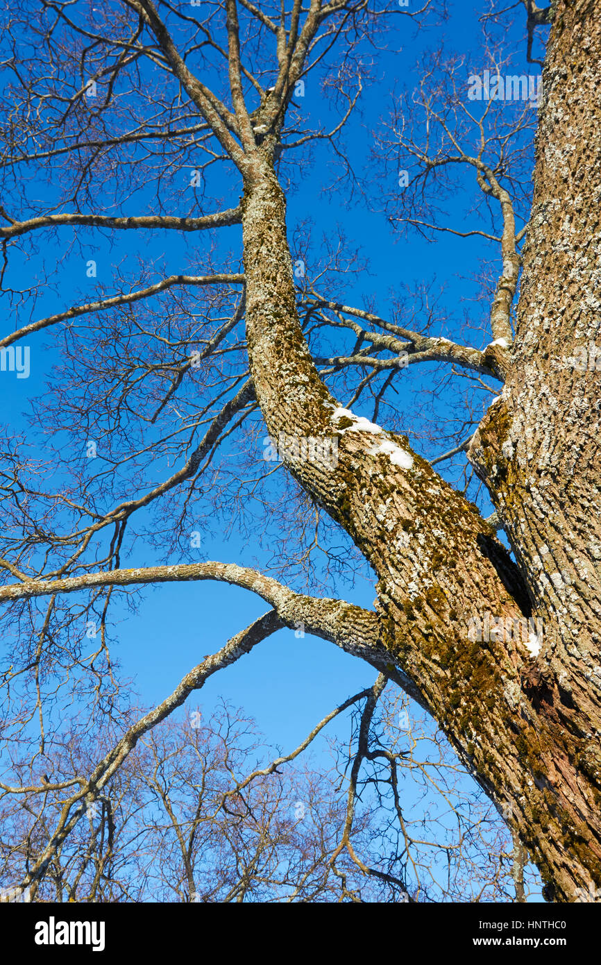 Albero sfrondato in inverno Foto Stock