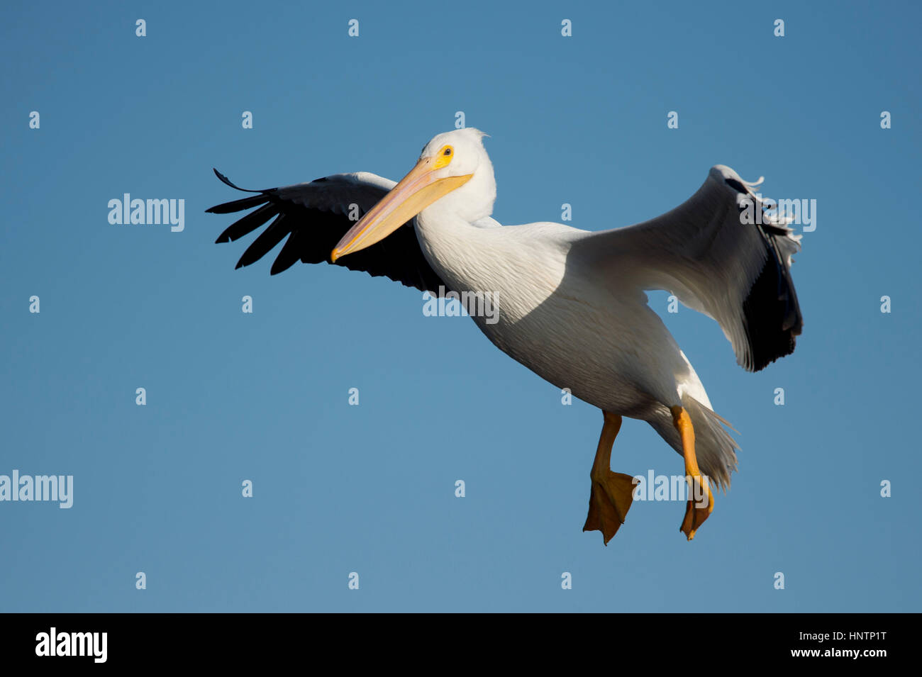 Un grande Americano bianco Pelican scivola a terra con le sue ali distese e i piedi appeso a una luminosa giornata di sole. Foto Stock