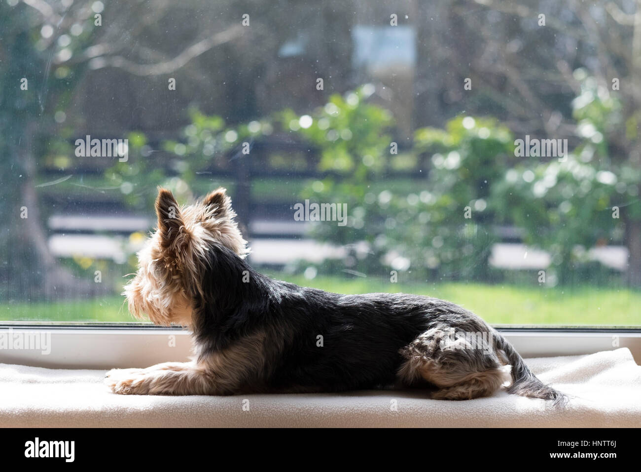 Un cane in attesa su un davanzale. Foto Stock