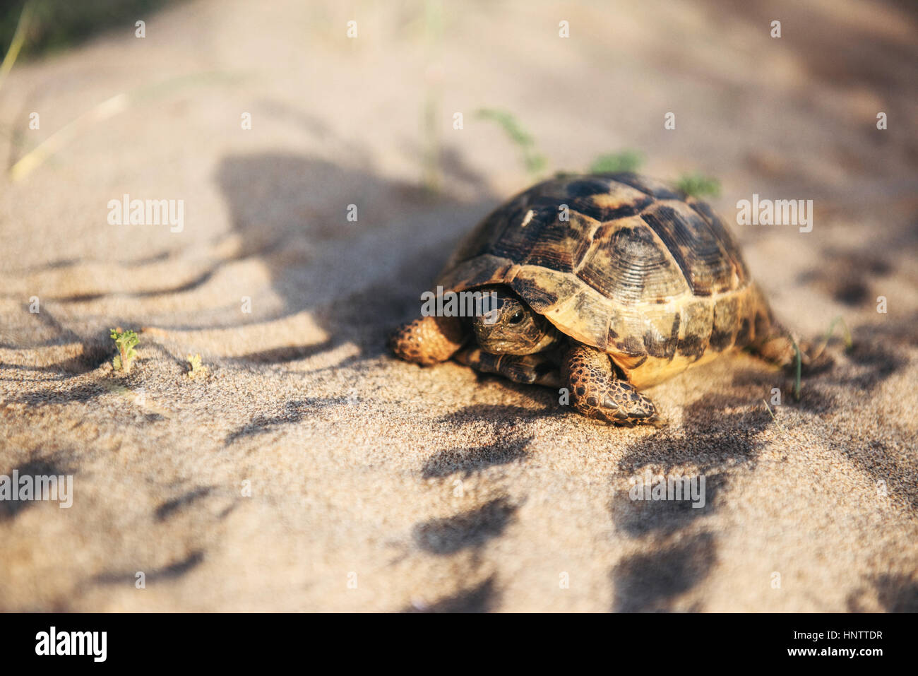 La tartaruga va lentamente nella sabbia con il suo guscio protettivo Foto Stock
