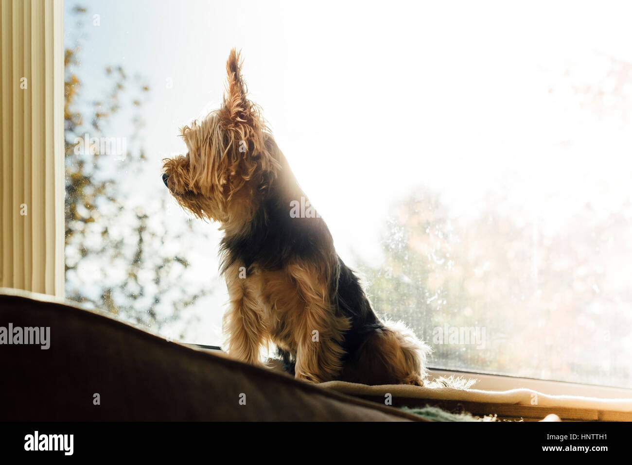 Un cane di sat di guardare attraverso una finestra Foto Stock