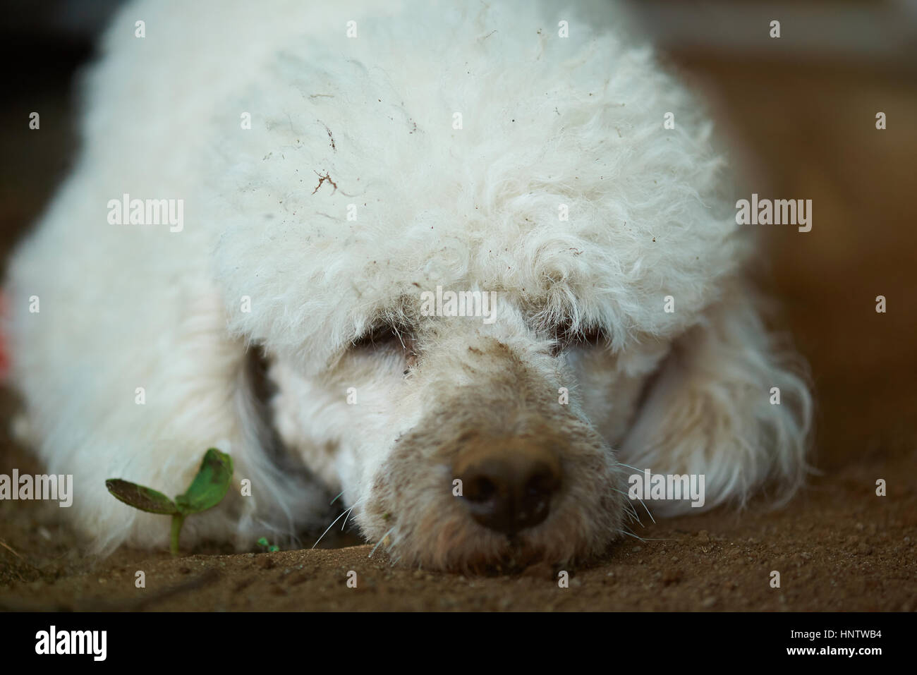 Senzatetto barboncino bianco sporco cane ritratto in mad Foto Stock