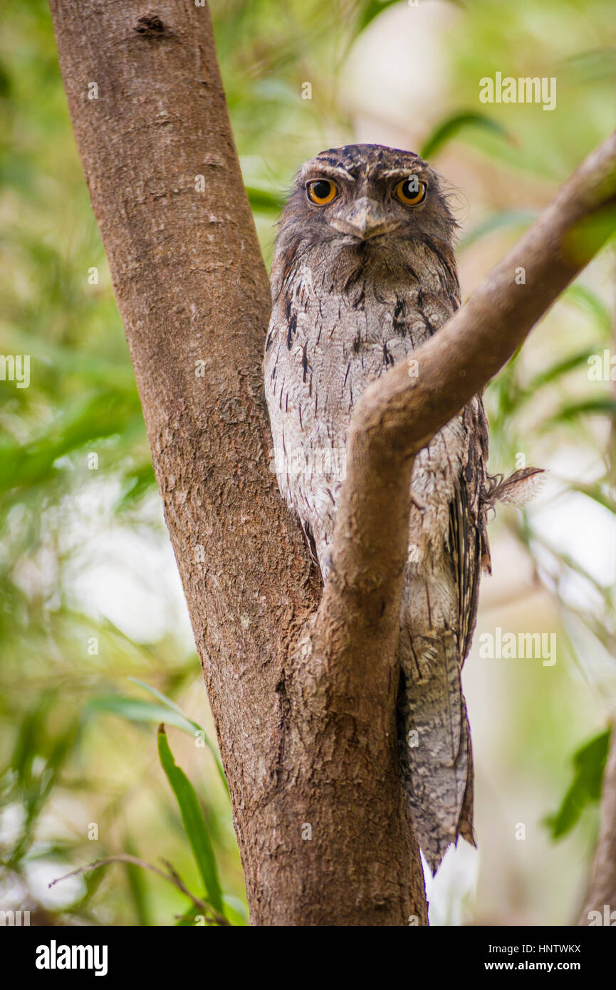 Bruno uccello Frogmouth nella struttura ad albero, Port Macquarie, Australia Foto Stock