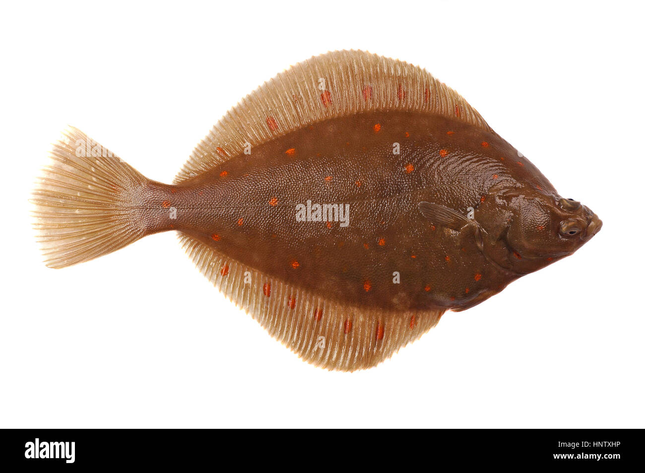 Tutto fresco passera di mare Pesce isolato su sfondo bianco Foto Stock
