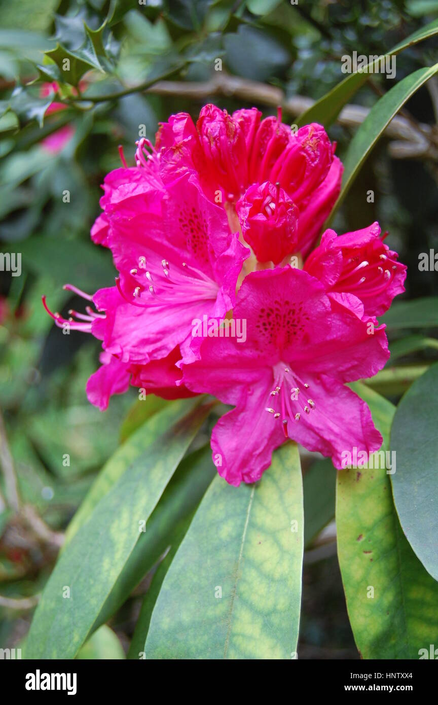 Rhododendron cresce in un parco formale a Sheffield, Regno Unito Foto Stock