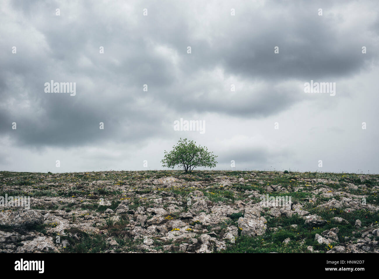 Albero nel paesaggio roccioso sotto le nuvole Foto Stock