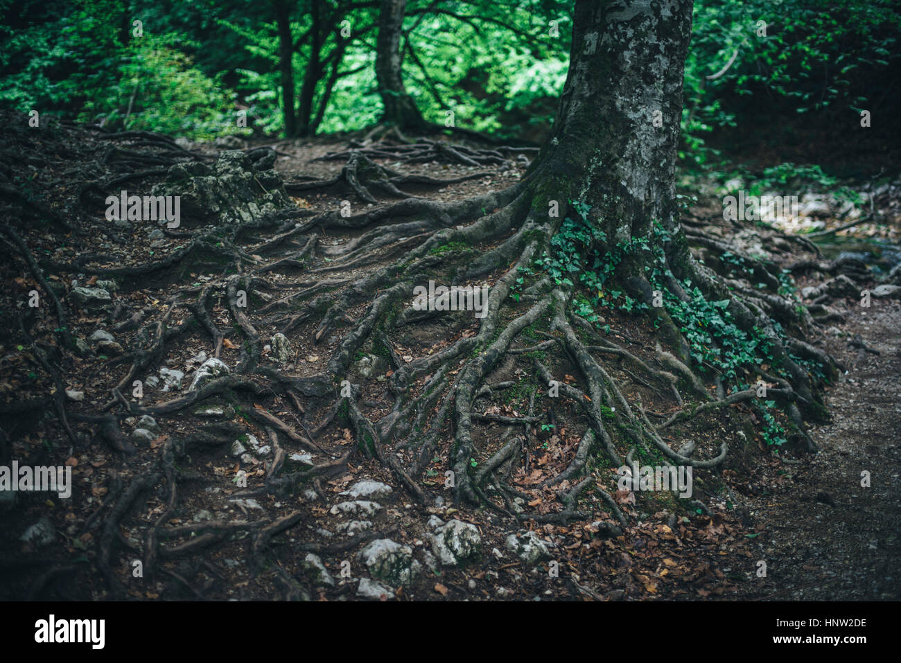 Esposte le radici di albero nella foresta Foto Stock