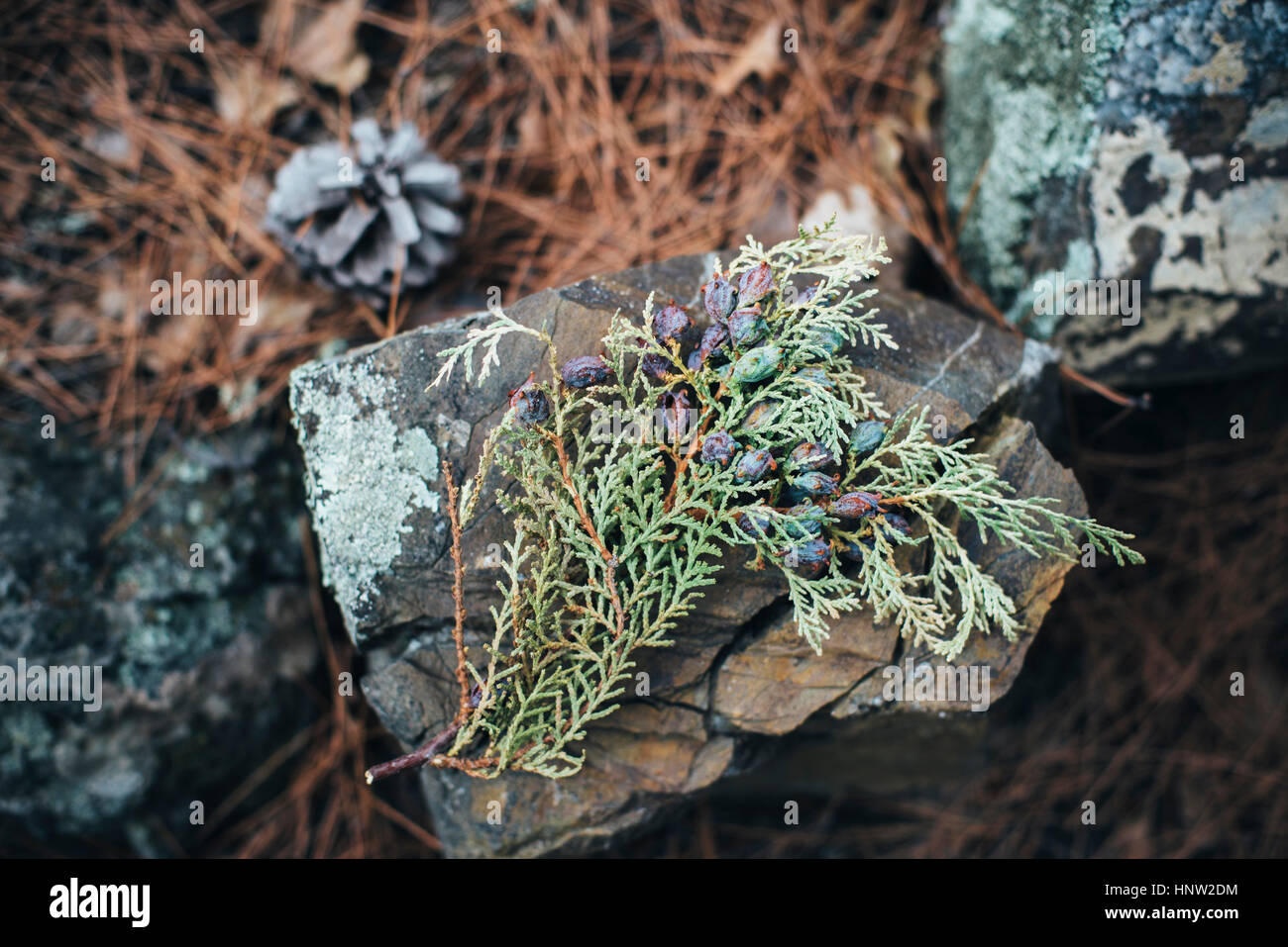 Le bacche sul ramo Foto Stock