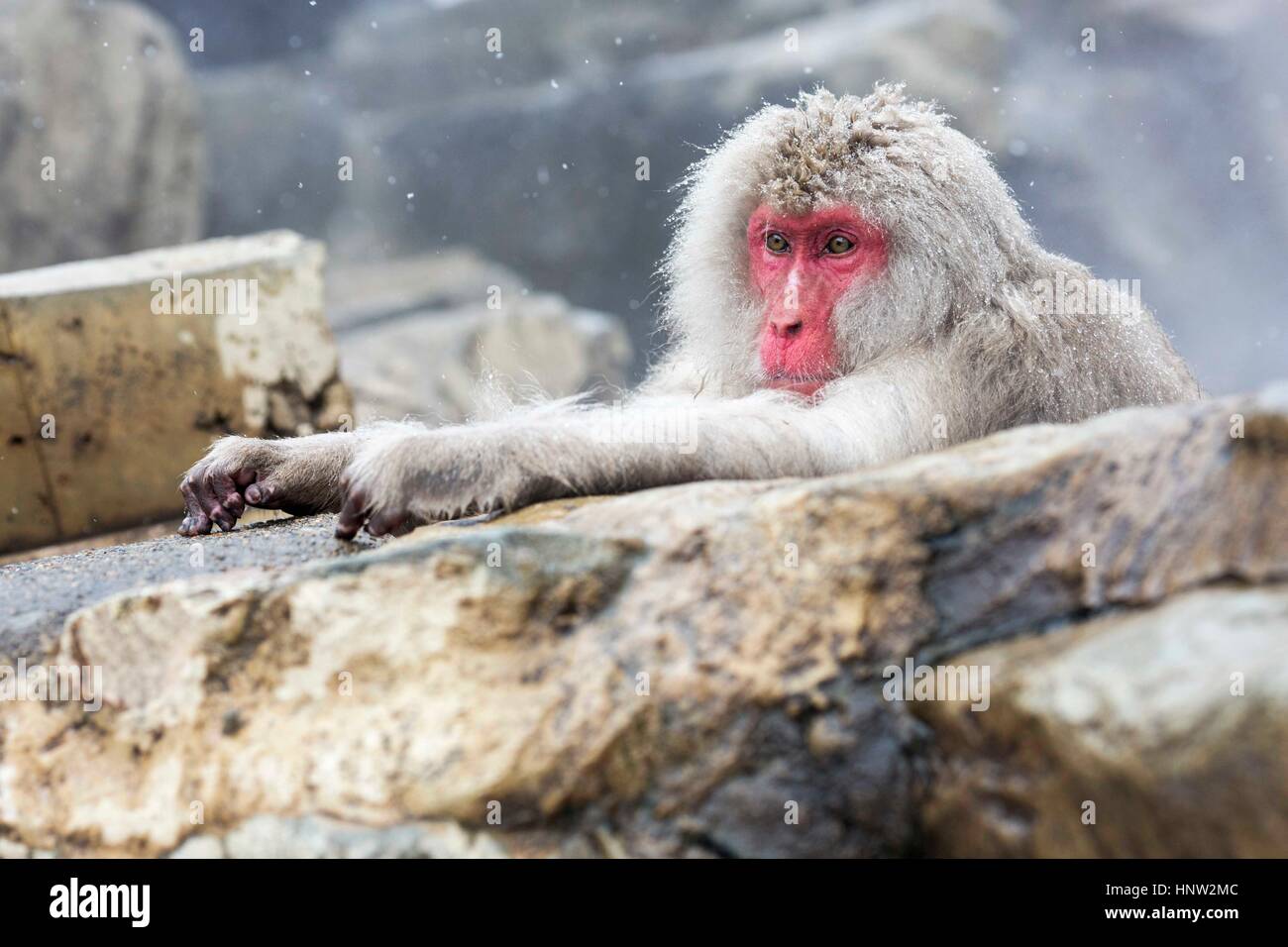 Il Giappone . Neve scimmie a Jigokudani Monkey Park è in Yamanouchi, Shimotakai distretto, Prefettura di Nagano, Giappone. Foto Stock