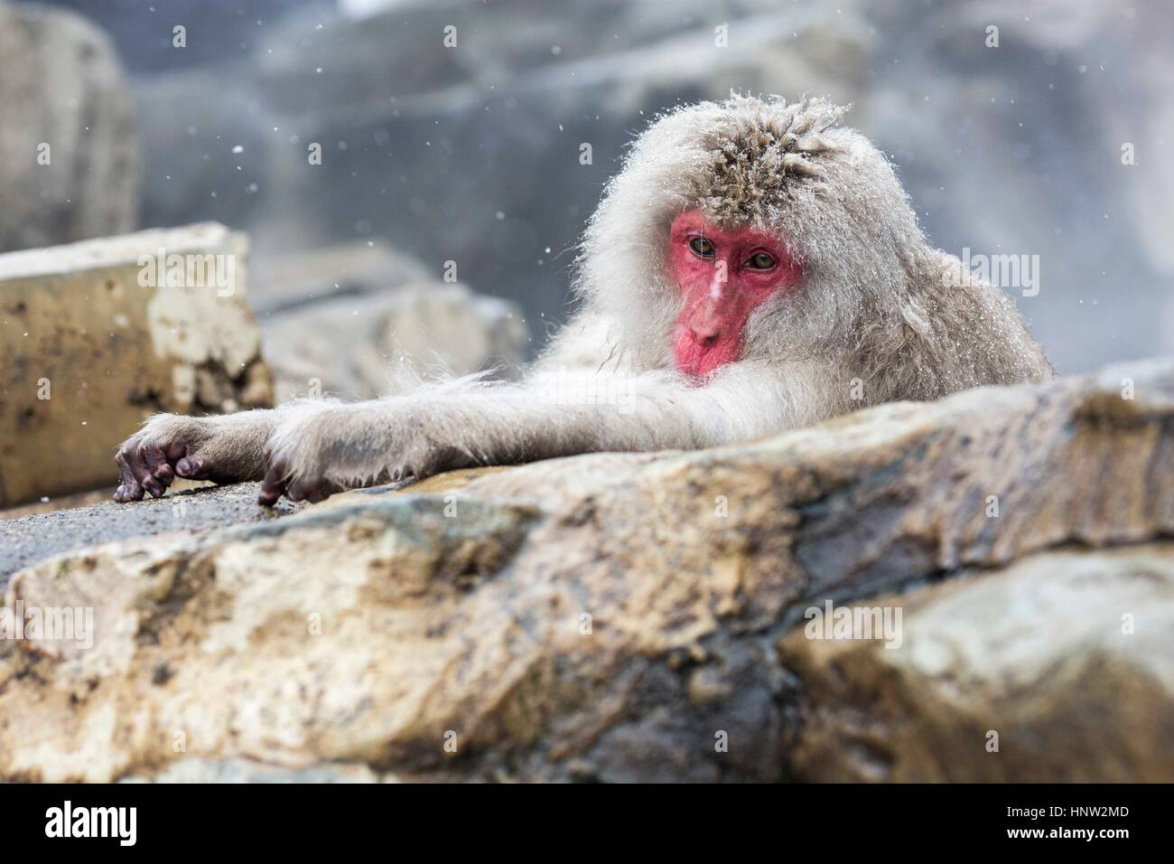 Il Giappone . Neve scimmie a Jigokudani Monkey Park è in Yamanouchi, Shimotakai distretto, Prefettura di Nagano, Giappone. Foto Stock