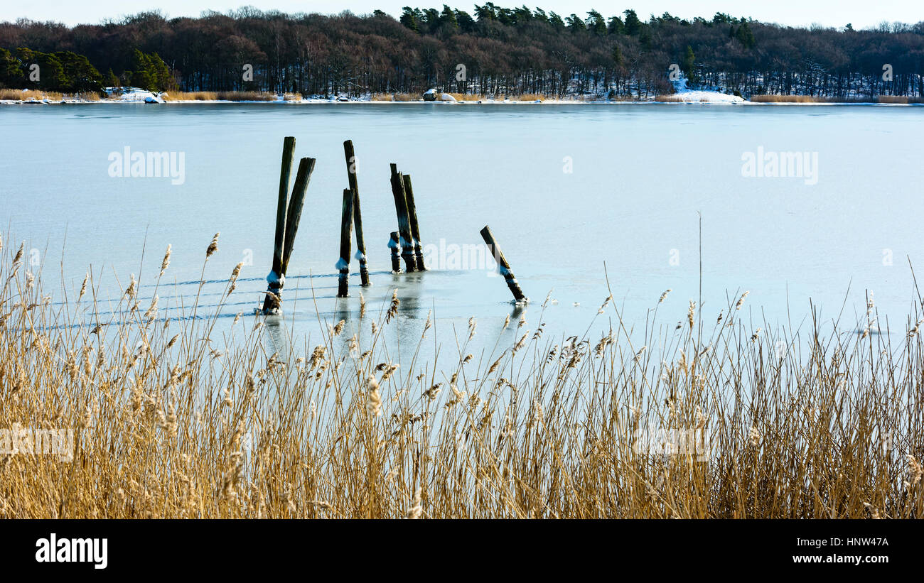 Palo di legno residui dopo un molo vecchio in piedi congelati nel mare di ghiaccio. Reed in primo piano e il bosco costiero in background. Ubicazione Hjortahammar in Ble Foto Stock