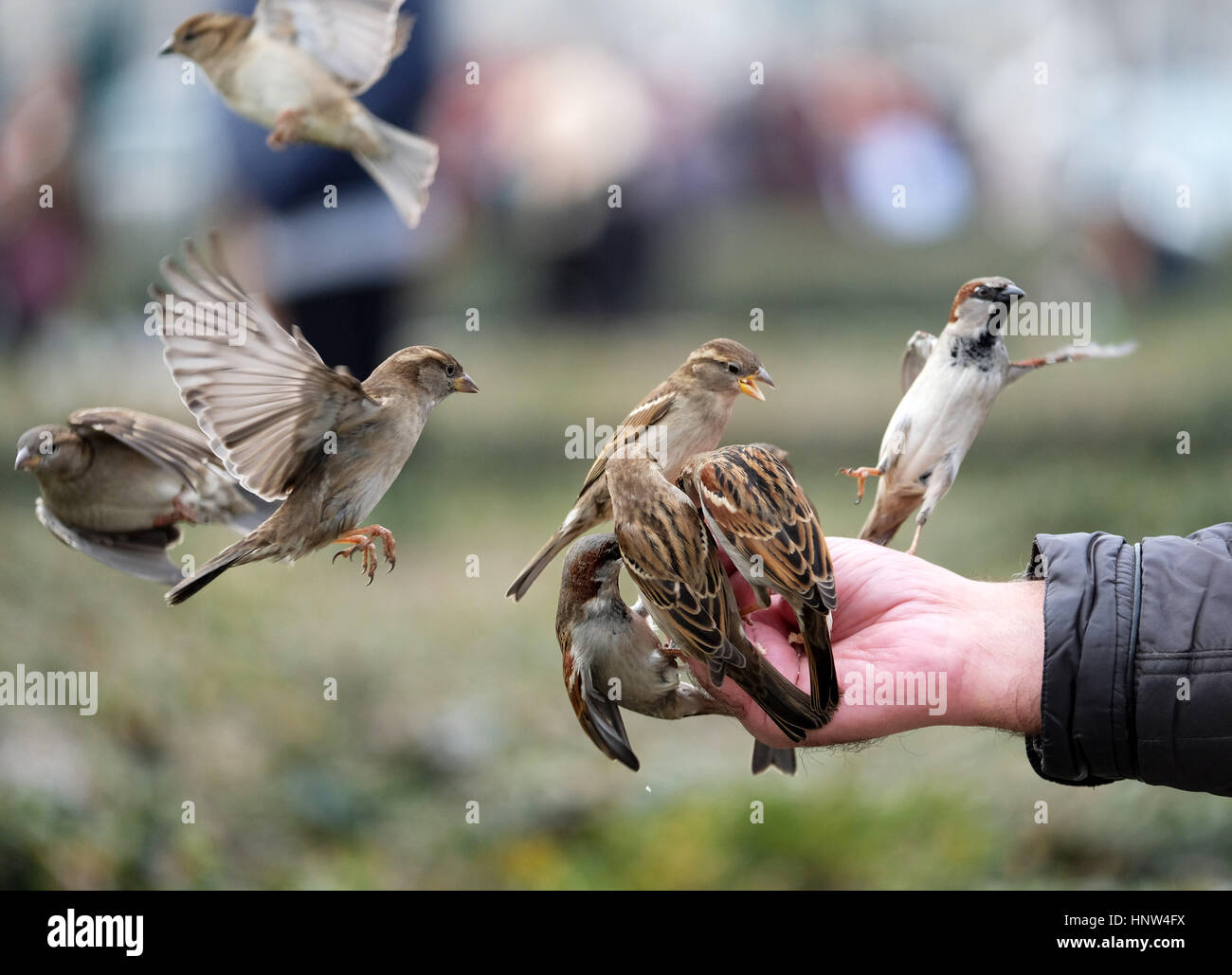 Un gregge di passeri alimentare da una mano d'uomo al Sacre Coeur, Parigi. Foto Stock
