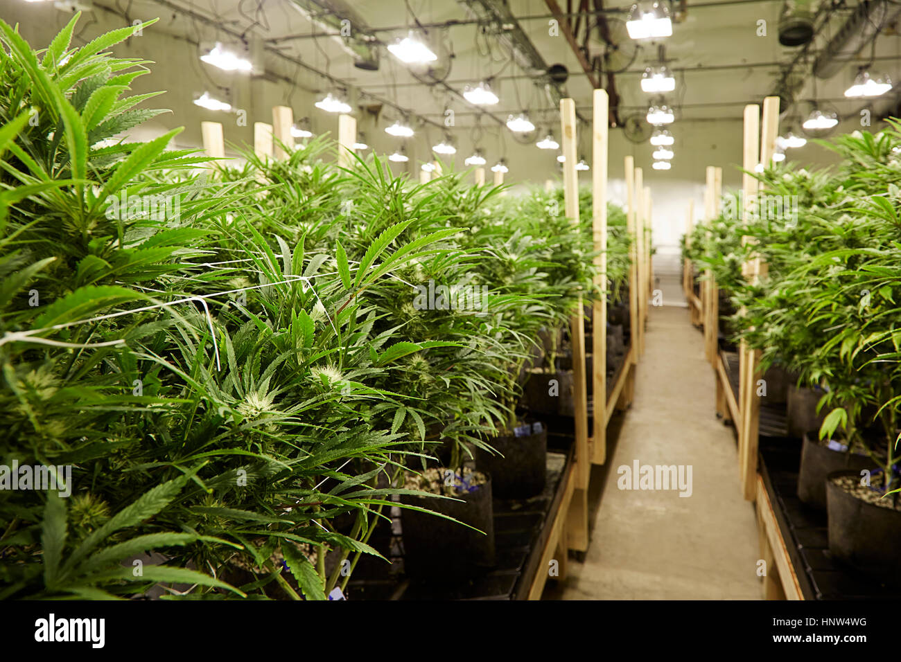 Piante di cannabis in crescita in serra Foto Stock