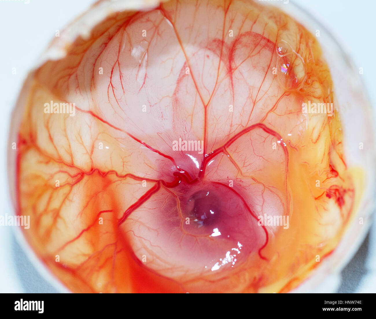 Embrione di pulcino nel guscio d'uovo Foto Stock