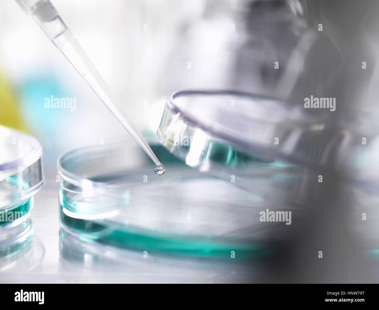 Il pipettaggio di un campione in una capsula di petri durante un esperimento scientifico in un laboratorio Foto Stock