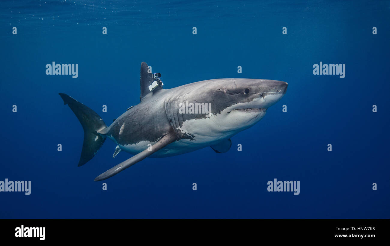 Il grande squalo bianco con fotocamera bloccate sulla pinna per lo studio di conservazione, vista subacquea Foto Stock
