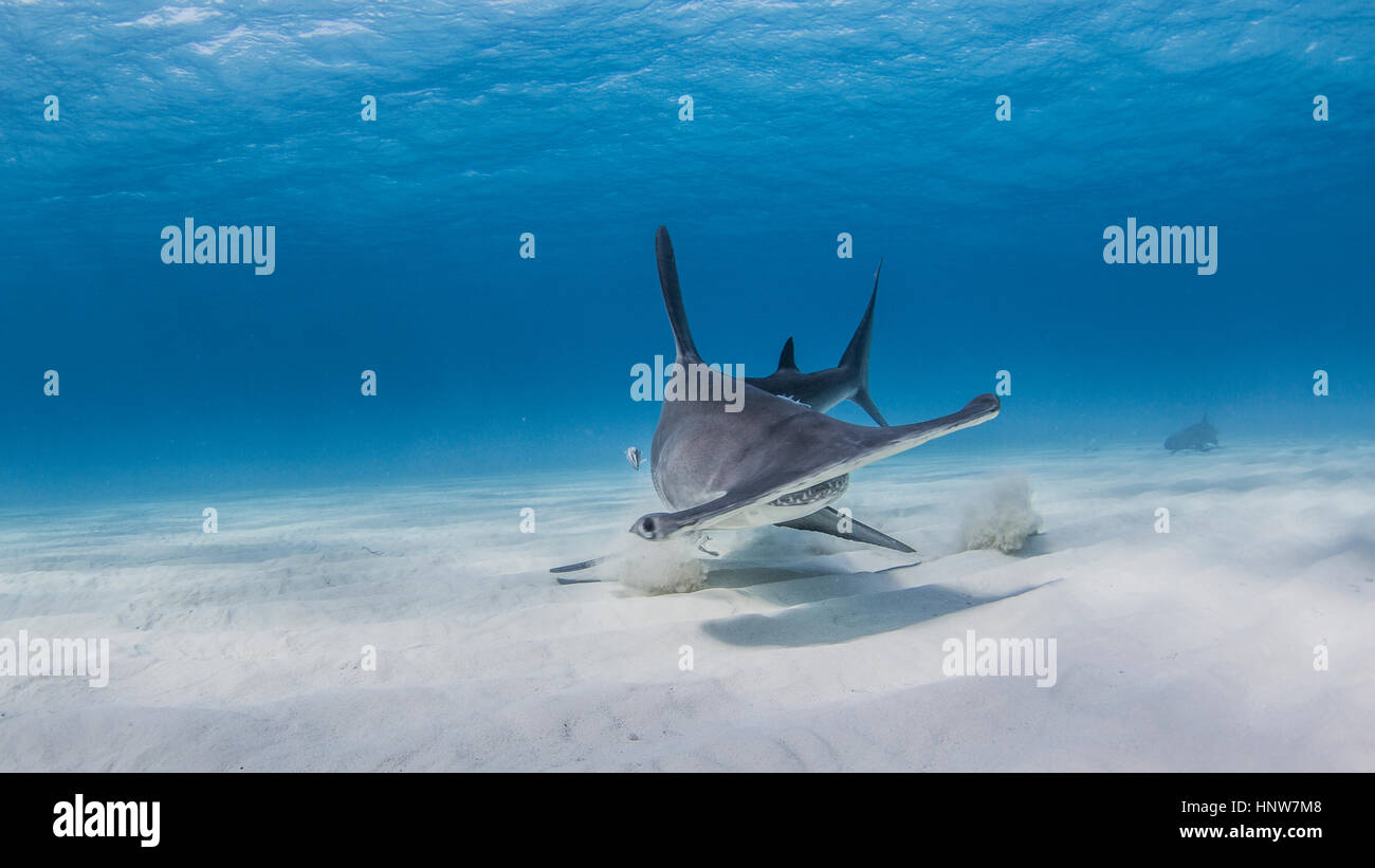 Grande Hammerhead a scavare nella sabbia per parti di pesce, Infermiere squalo in background, vista subacquea Foto Stock