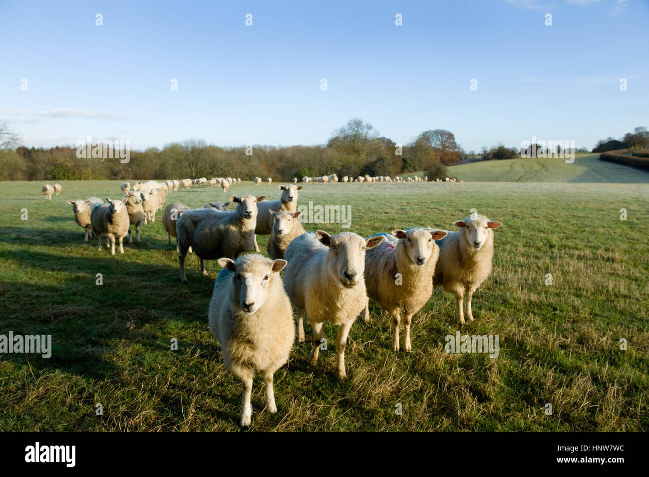 Ritratto di curioso pecore nel paesaggio di campo Foto Stock