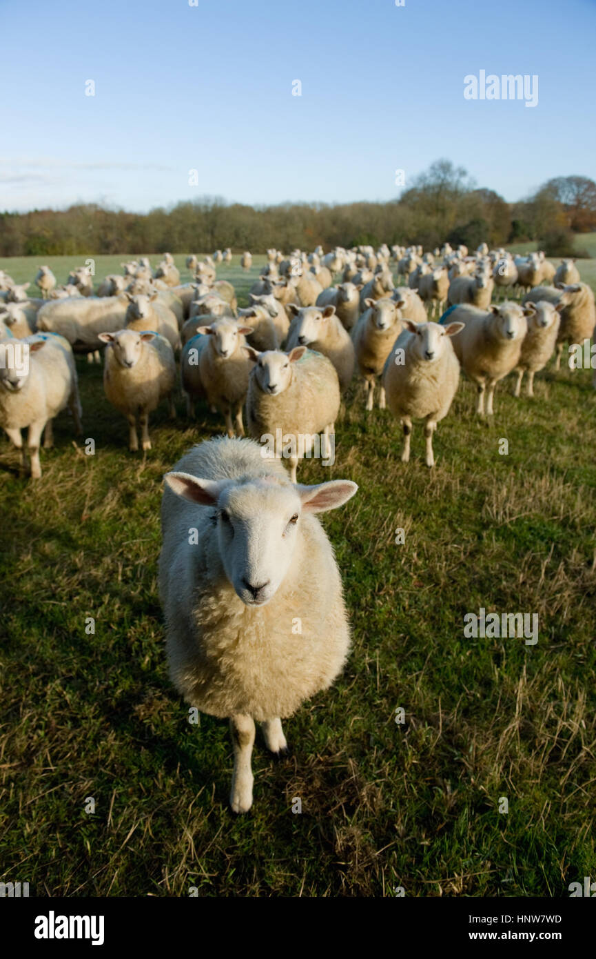 Ritratto di curioso gregge di pecore in piedi nel paesaggio di campo Foto Stock