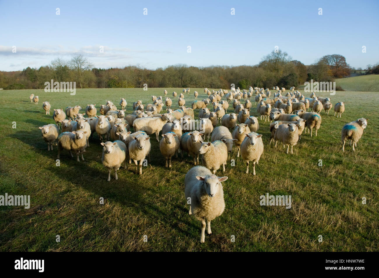 Ritratto di curioso gregge di pecore in piedi nel paesaggio di campo Foto Stock