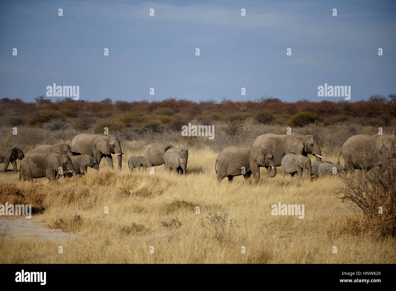 Allevamento di adulti e bambini elefanti a piedi nella pianura arida, Namibia, Africa Foto Stock