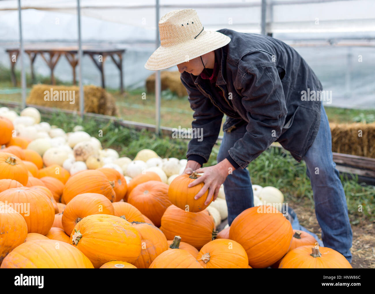 Giovane uomo zucche di impilamento, Missoula, Montana, USA Foto Stock