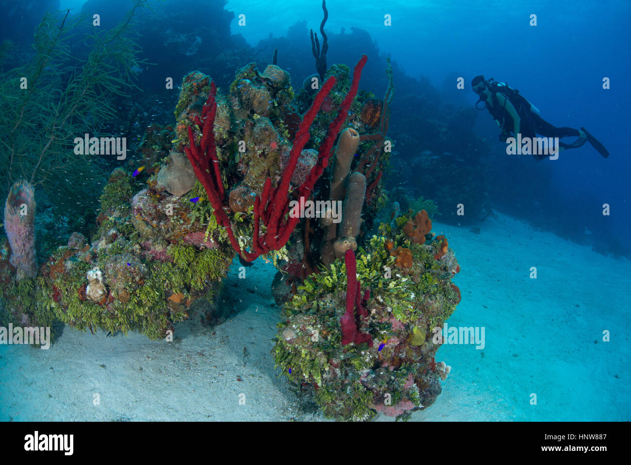 Scuba Diver esplorare incontaminato di teste di corallo composta di spugne e coralli duri e molli, Chinchorro banche, Quintana Roo, Messico Foto Stock