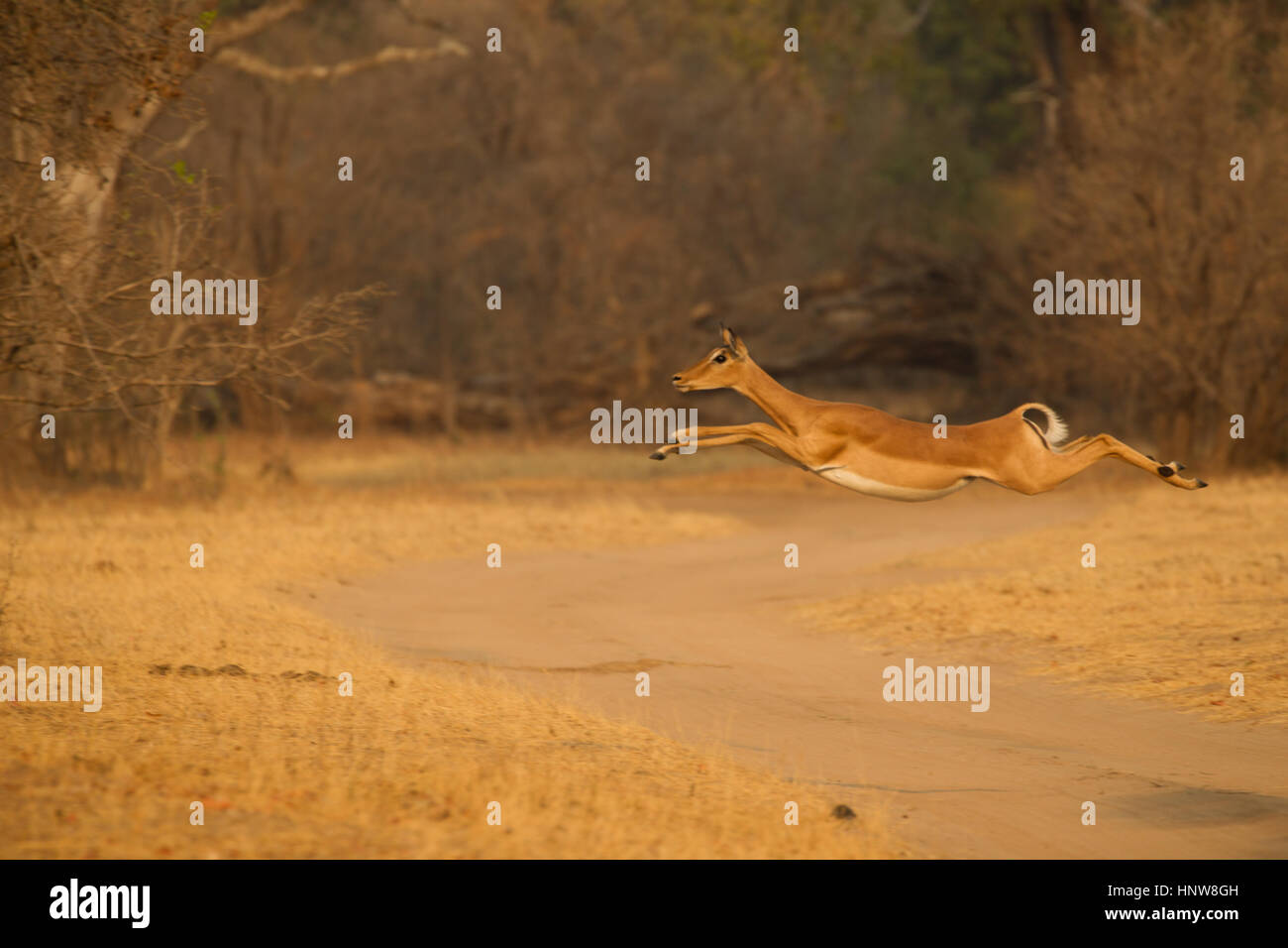 Impala femmina (Aepyceros melampus) jumping mezza aria su sterrato, Parco Nazionale di Mana Pools, Zimbabwe Foto Stock