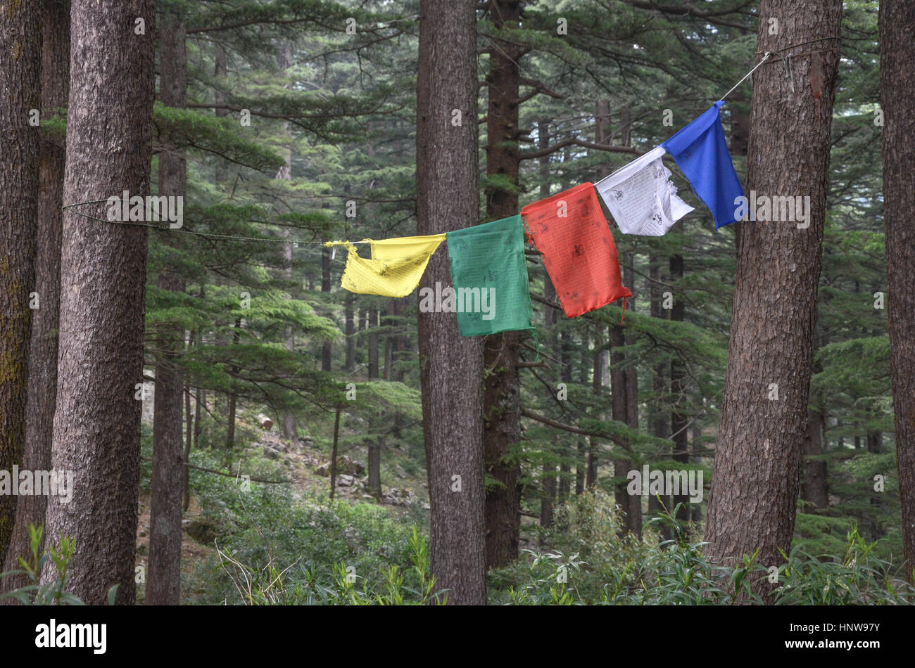 Preghiera tibetano flag nel bosco indiano Foto Stock