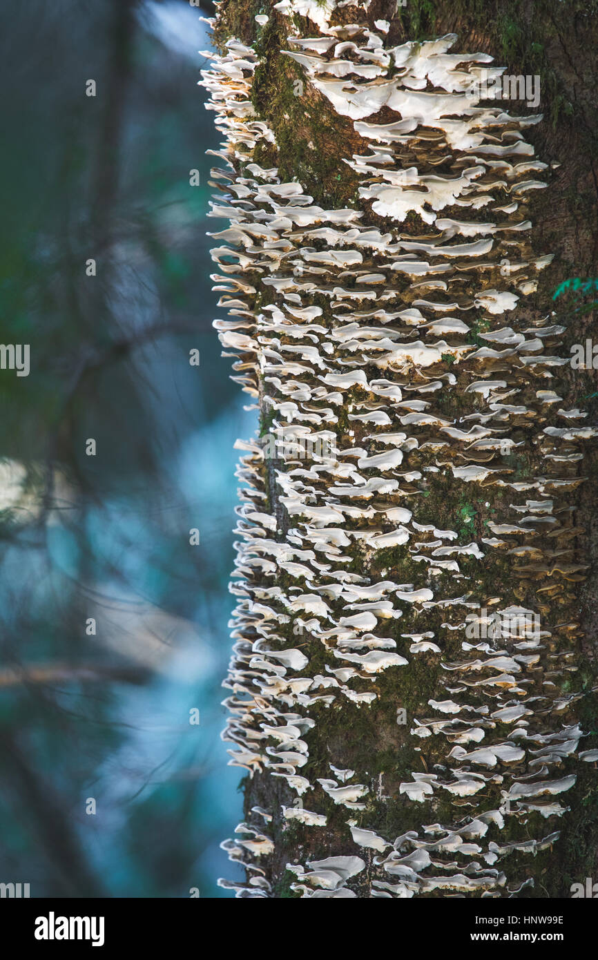Abbondanza di funghi su tronco di albero Foto Stock