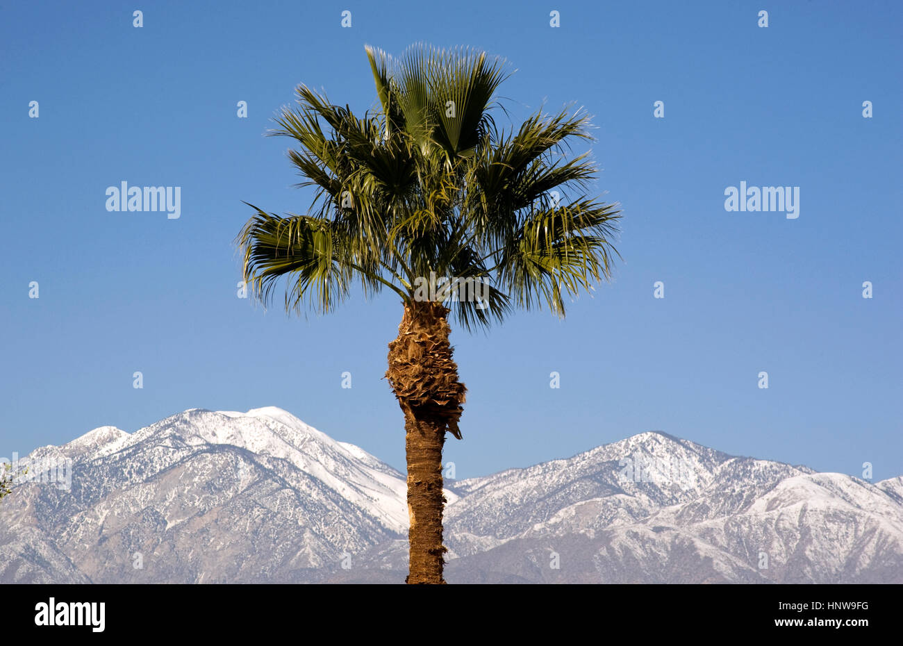 Palm tree e le montagne con la neve vicino a Palm Springs,CA. Stati Uniti d'America Foto Stock