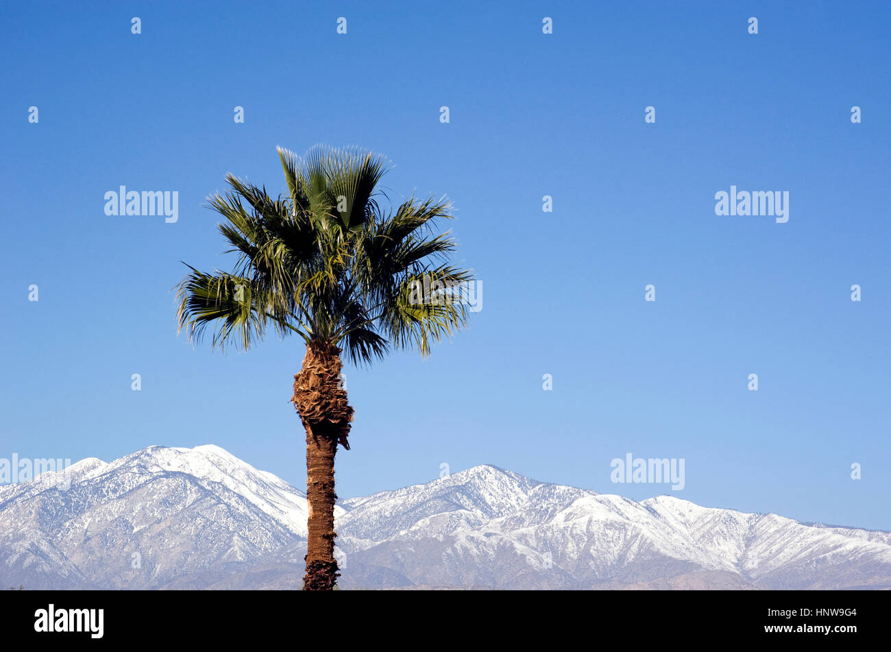 Palm tree e le montagne con la neve vicino a Palm Springs, CA. Foto Stock