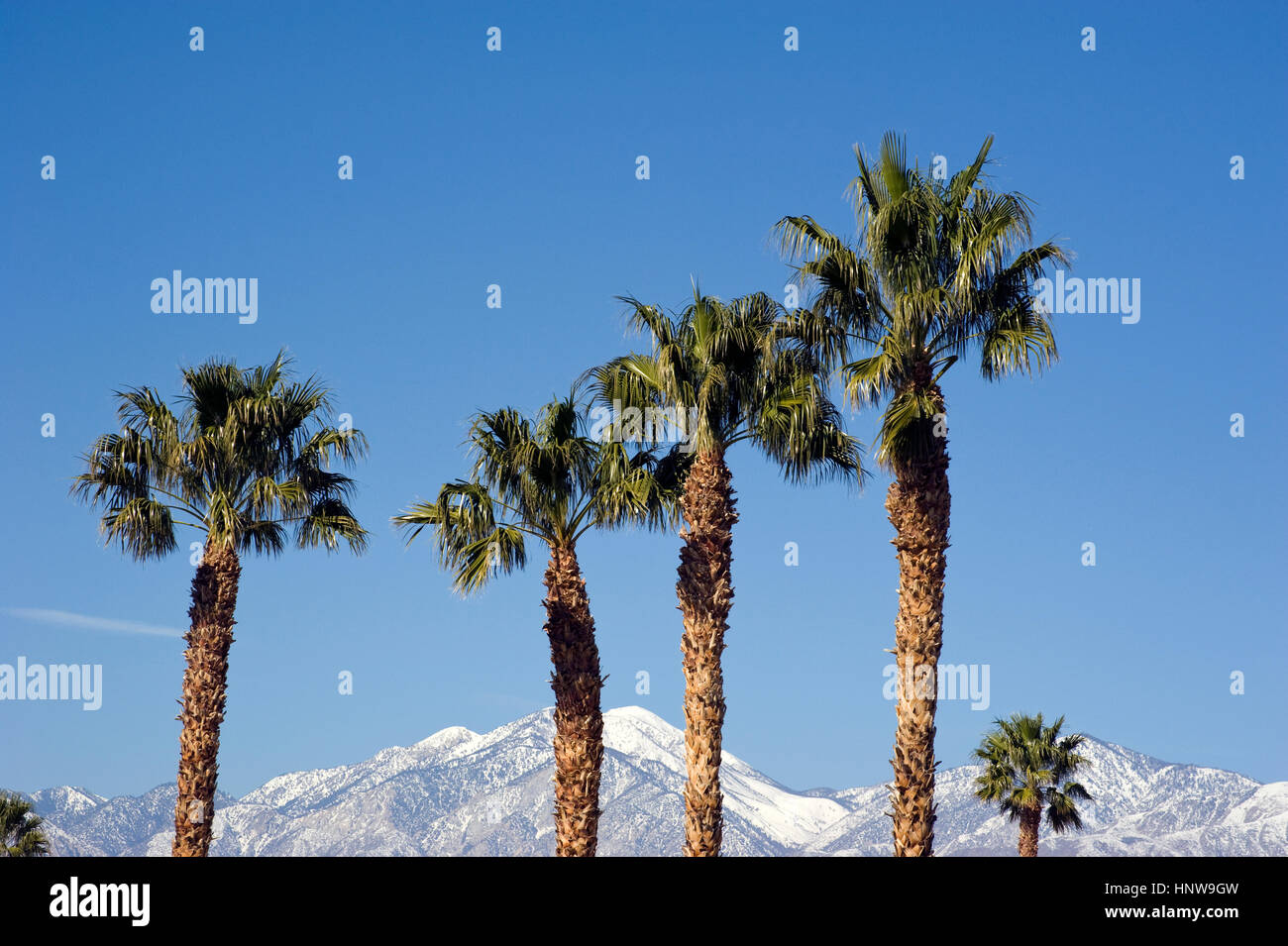 Palm tree e le montagne con la neve vicino a Palm Springs Foto Stock