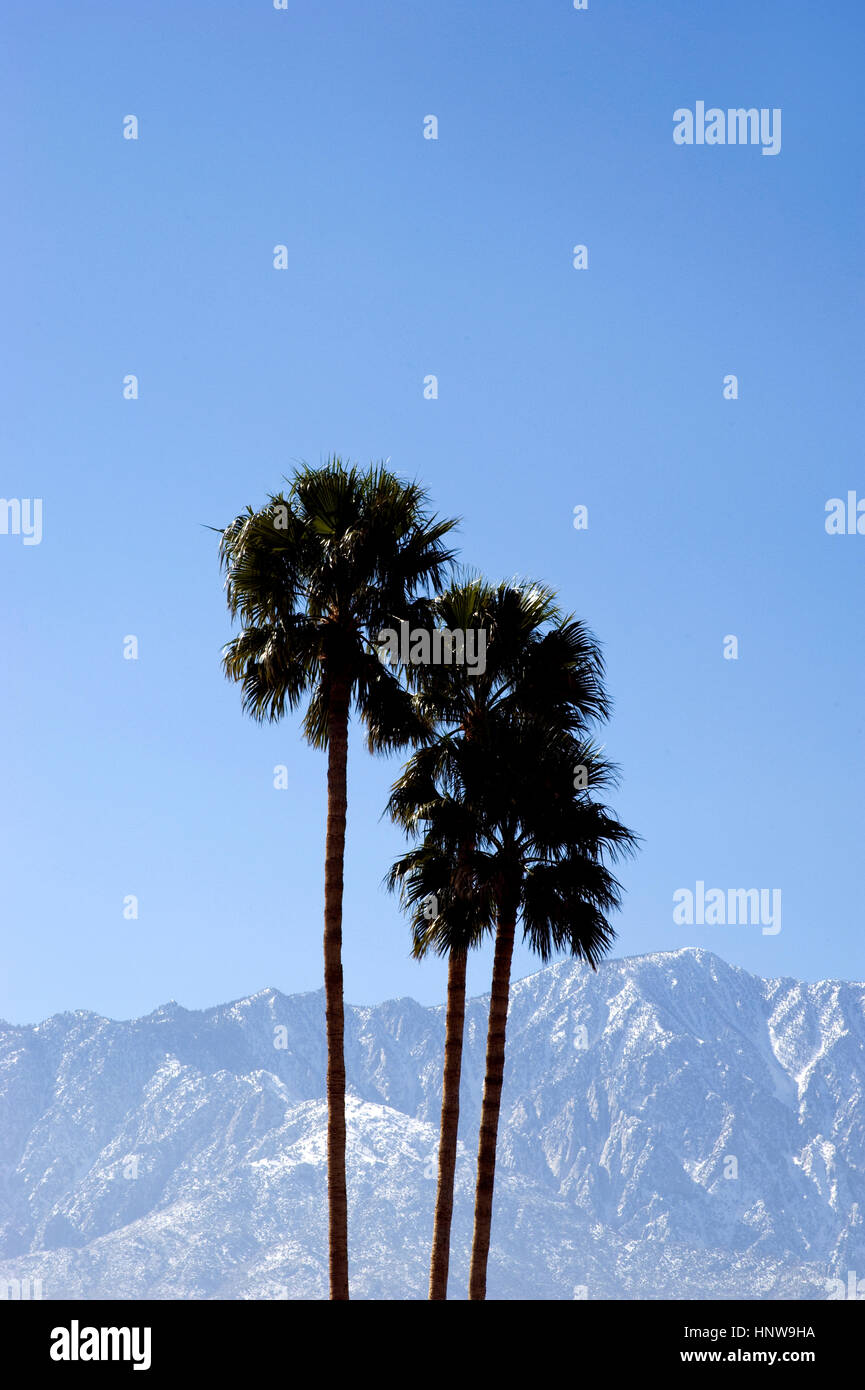 Palm tree e le montagne con la neve vicino a Palm Springs Foto Stock