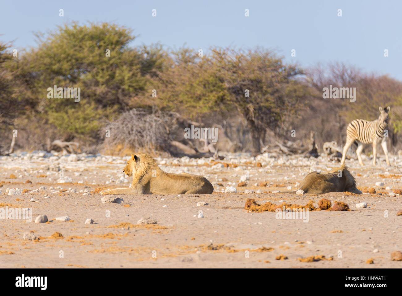 Due maschi giovani leoni pigro disteso sul terreno. Zebra (defocalizzata) passeggiate indisturbate in background. La fauna selvatica safari in Etosha National Pa Foto Stock