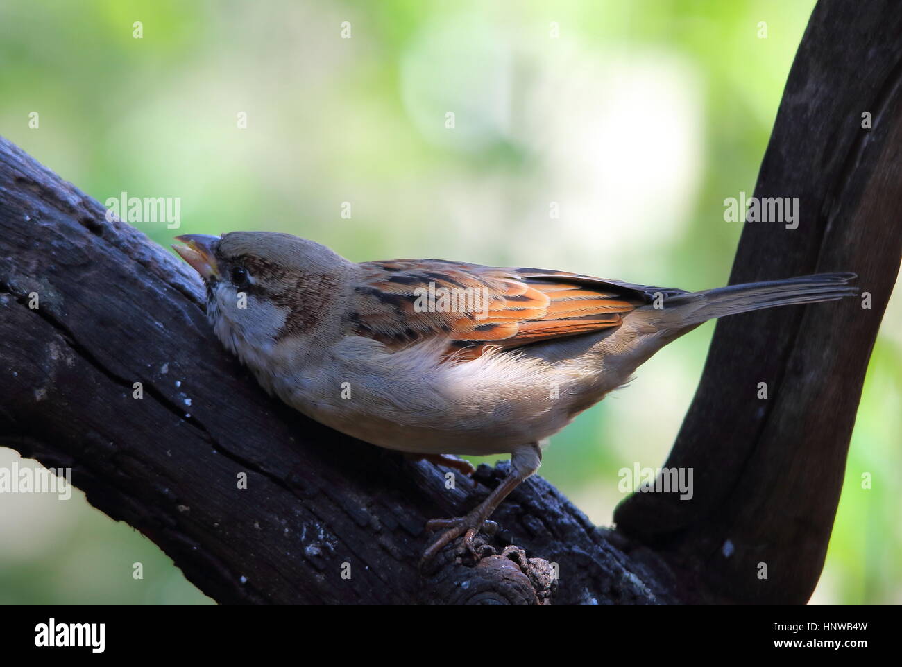 Un aggressivo bird incorniciato nella forma a V di un ramo secco con un background chiaro e lo spazio per una copia in formato orizzontale Foto Stock